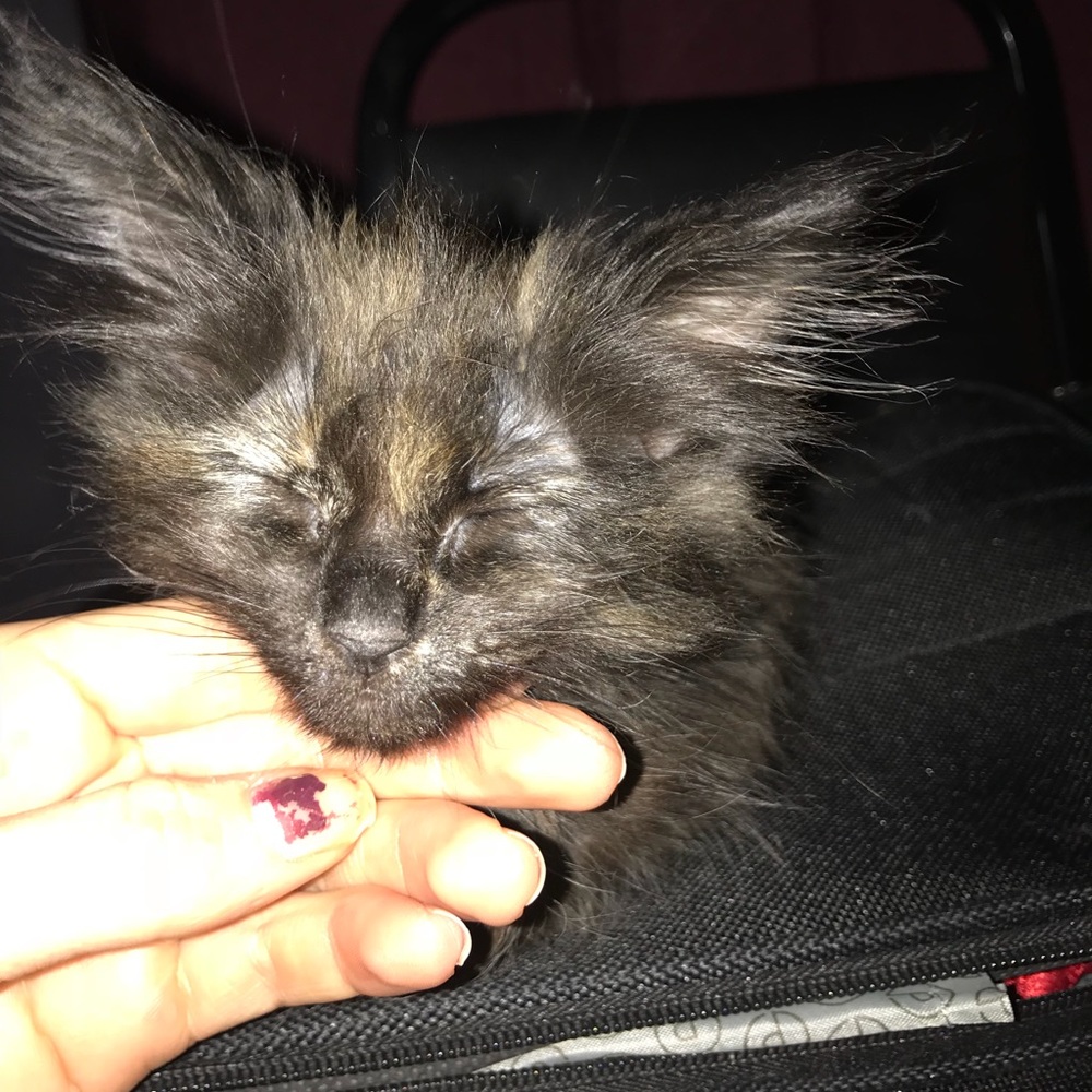 Meet your Posher, Giselle